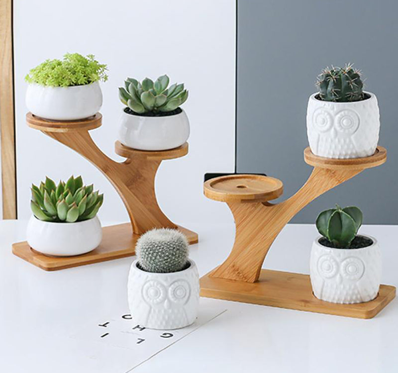 BambooSucculent – Keramiska Suckulentplanterare med Bambuställ