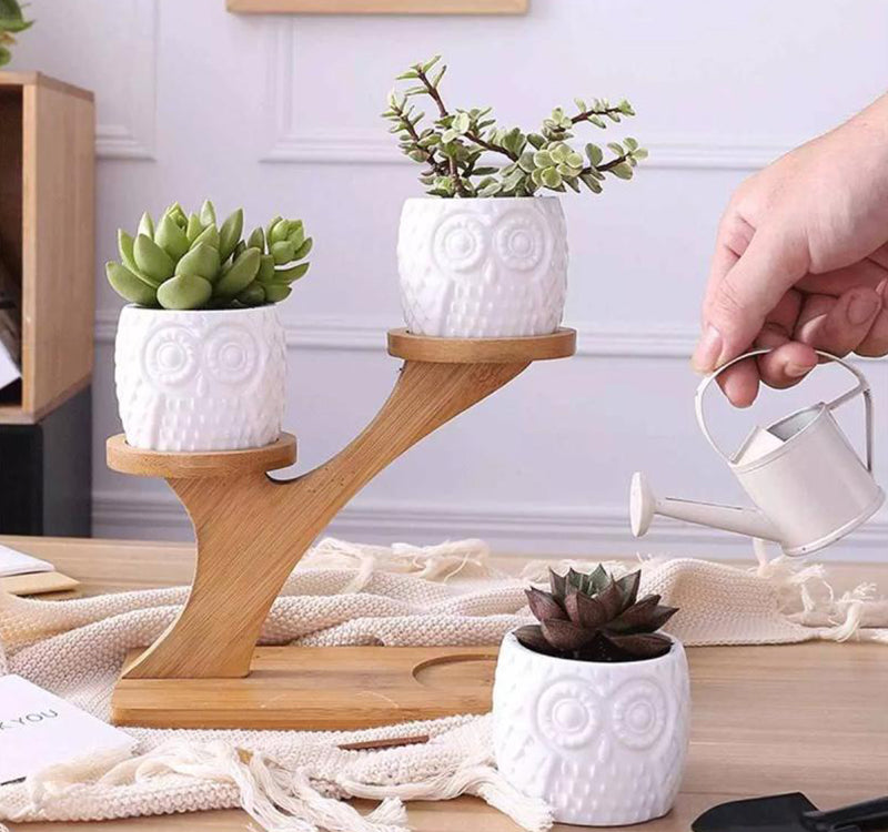 BambooSucculent – Keramiska Suckulentplanterare med Bambuställ
