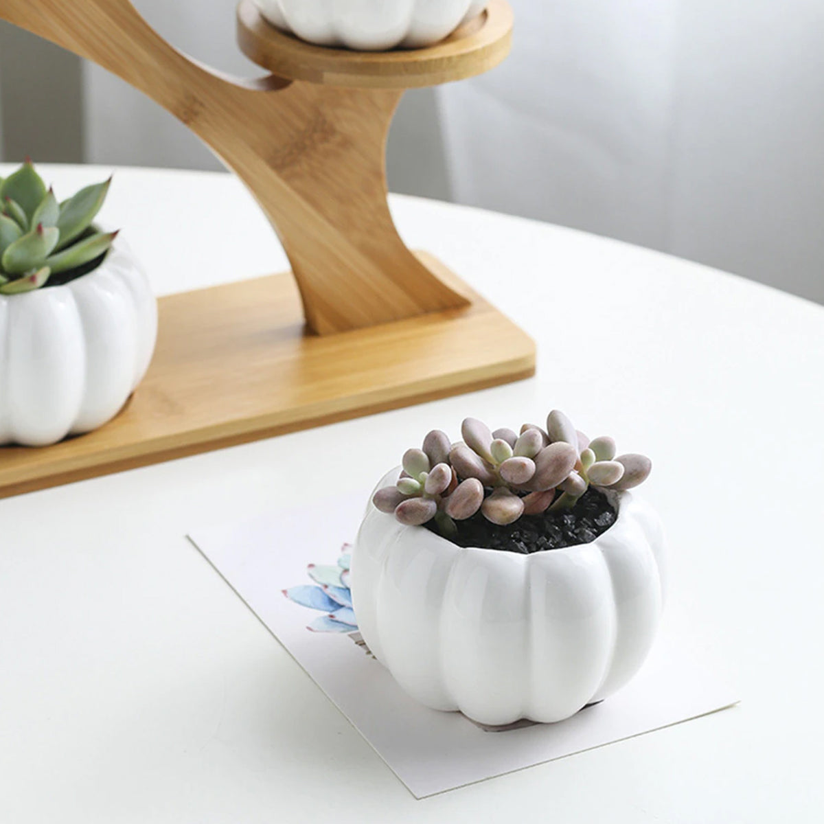 BambooSucculent – Keramiska Suckulentplanterare med Bambuställ